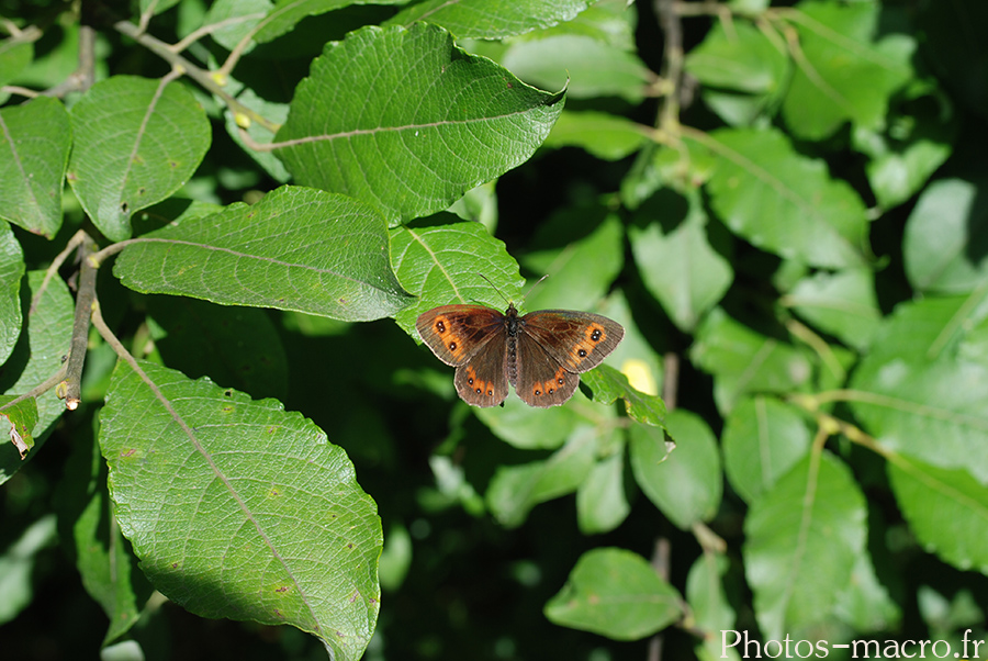 Erebia aethiops